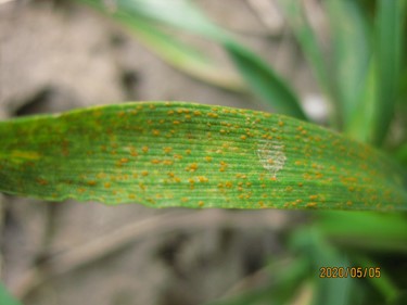 Stripe rust observed in an experimental field near Pullman, Washington on May 5, 2020.