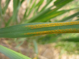 Stripe rust in an experimental field in Lind (Adams County), Washington (May 13, 2020).