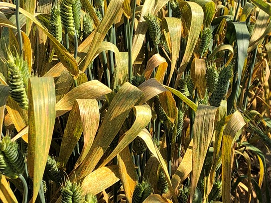 Severe stripe rust in an experimental field in Walla Walla (Walla Walla County), Washington (June 3, 2020).