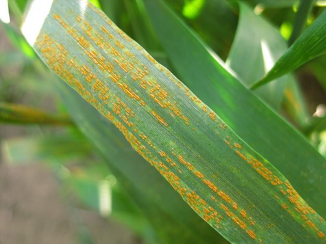 Stripe rust on winter wheat in an experimental field in Pullman (Whitman County), Washington (June 4, 2020).