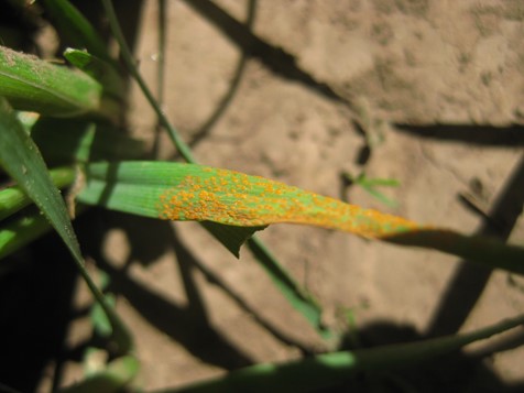 Stripe rust on spring wheat in an experimental field in Pullman (Whitman County), Washington (June 4, 2020).