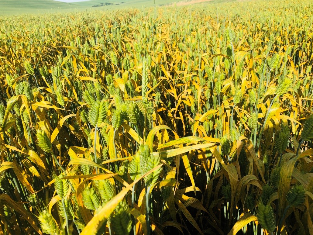 Figure 1. Severe stripe rust on a susceptible winter wheat variety in an experimental field near Pullman, WA (June 24, 2020)