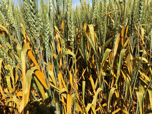 Severe stripe rust on a susceptible spring wheat variety in an experimental field near Pullman, Washington (pictured on July 16, 2020)