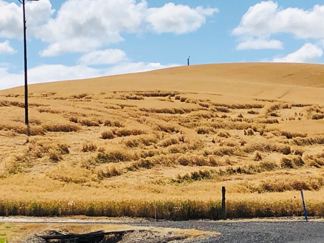 Figure 2. Lodge in a winter wheat field near Walla Walla (Walla Walla County), Washington (June 30, 2020).