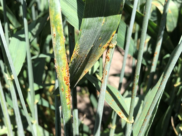 Stem rust in a commercial winter wheat field near Palouse (Whitman County), Washington (pictured on July 16, 2020)