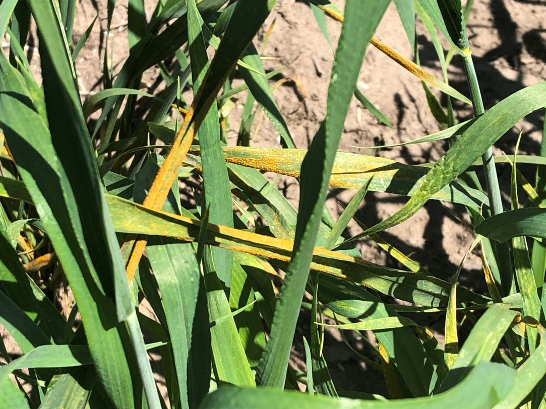 Figure 3. Stripe rust on a susceptible spring wheat variety in an experimental field near Pullman, WA (June 25, 2020)