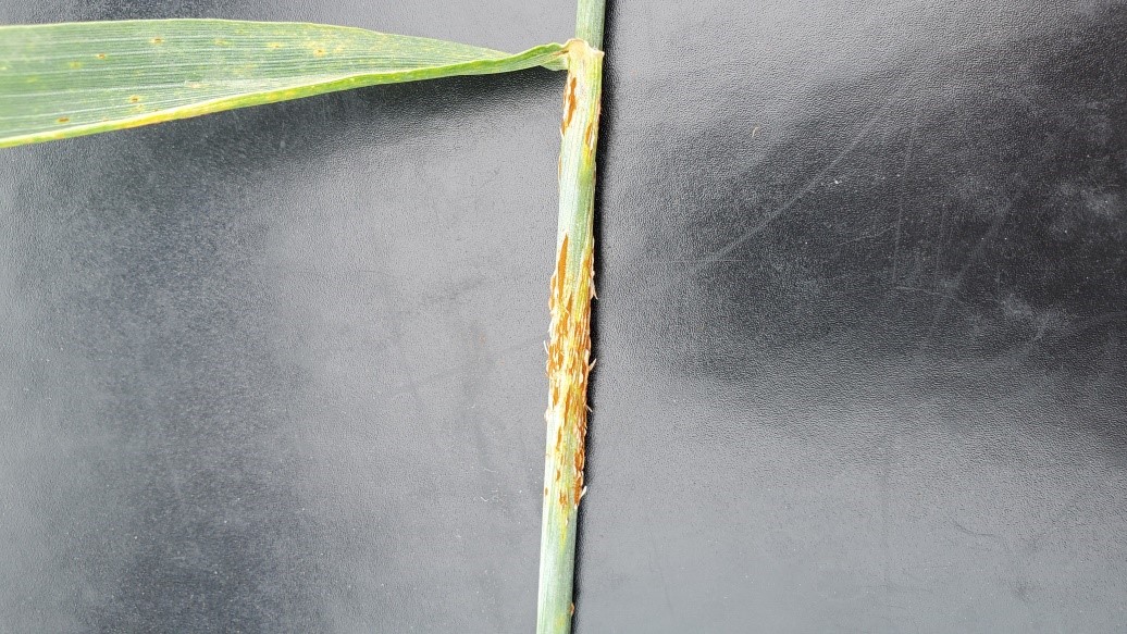 Figure 4. Stem rust observed on a winter wheat variety in an experimental field near Pullman, WA on June 29 (picture from Mike Pumphrey).