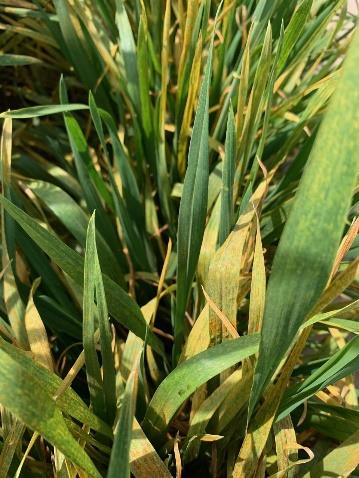 Wheat stripe rust in southern Louisiana (picture of Stephen Harrison)