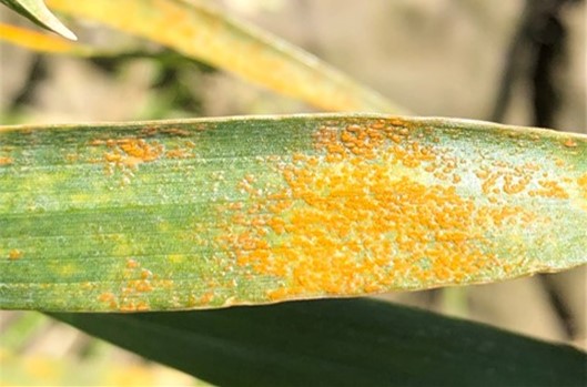 Wheat stripe rust in winter wheat nurseries at Mount Vernon, WA on April 14, 2021
