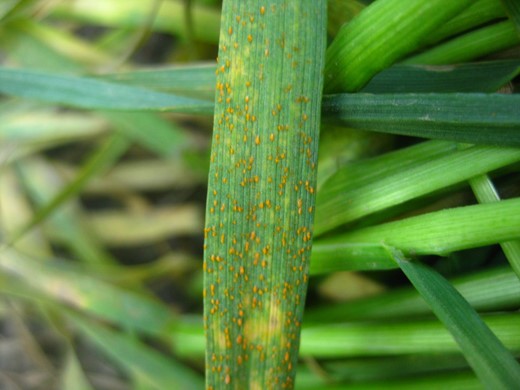 Stripe rust in winter wheat nurseries at Walla Walla, WA on April 15, 2021