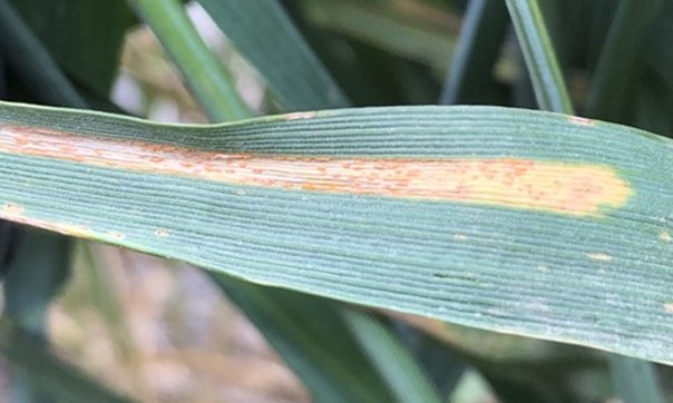 Figure 1. Wheat stripe rust in a winter wheat field in Garfield County, WA on May 12, 2021