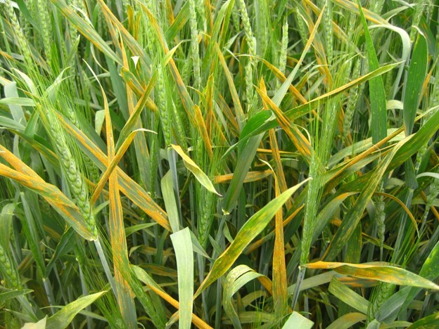 Figure 2. Stripe rust in hotspots in a winter wheat breeding nursery at Central Ferry (Garfield Co.), WA on May 12, 2021