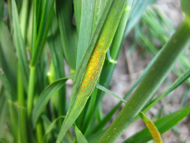 Figure 3. Stripe rust in a cereal germplasm screening nursery near Pullman (Whitman Co.), WA on May 12, 2021