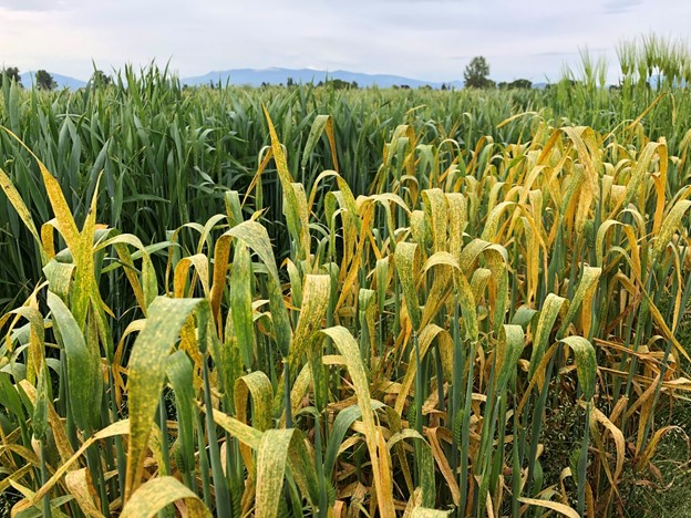 Figure 1. Stripe rust on winter wheat in an experimental field in Mount Vernon, WA on May 26, 2021
