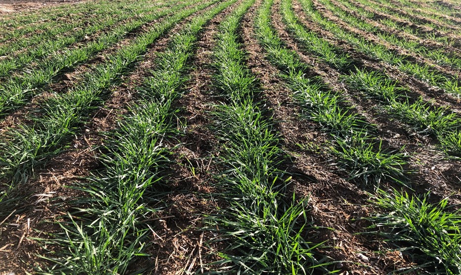 Figure 1. A wheat field in Adams County, WA (November 23, 2021)