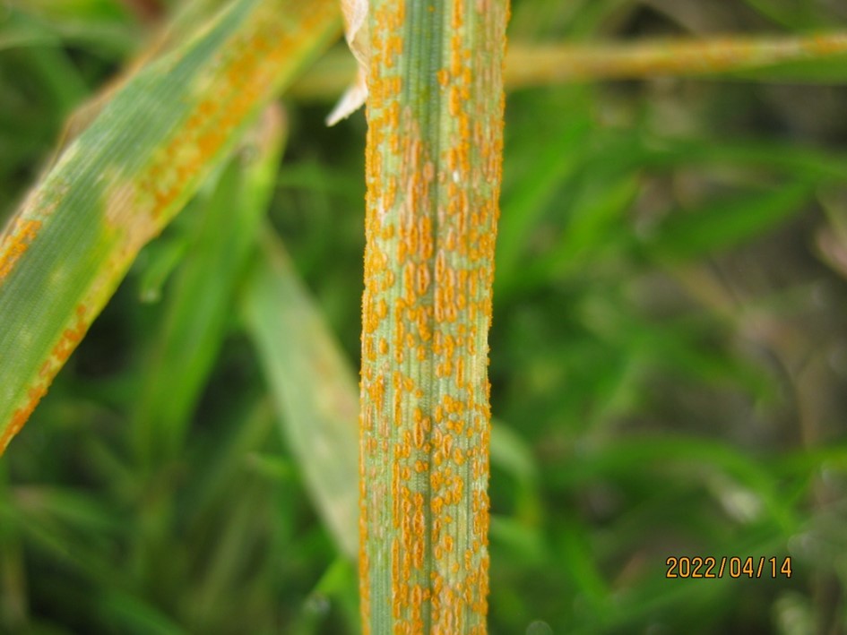 Figure 1. Wheat stripe rust in winter wheat nurseries at Mount Vernon, WA on April 14, 2022