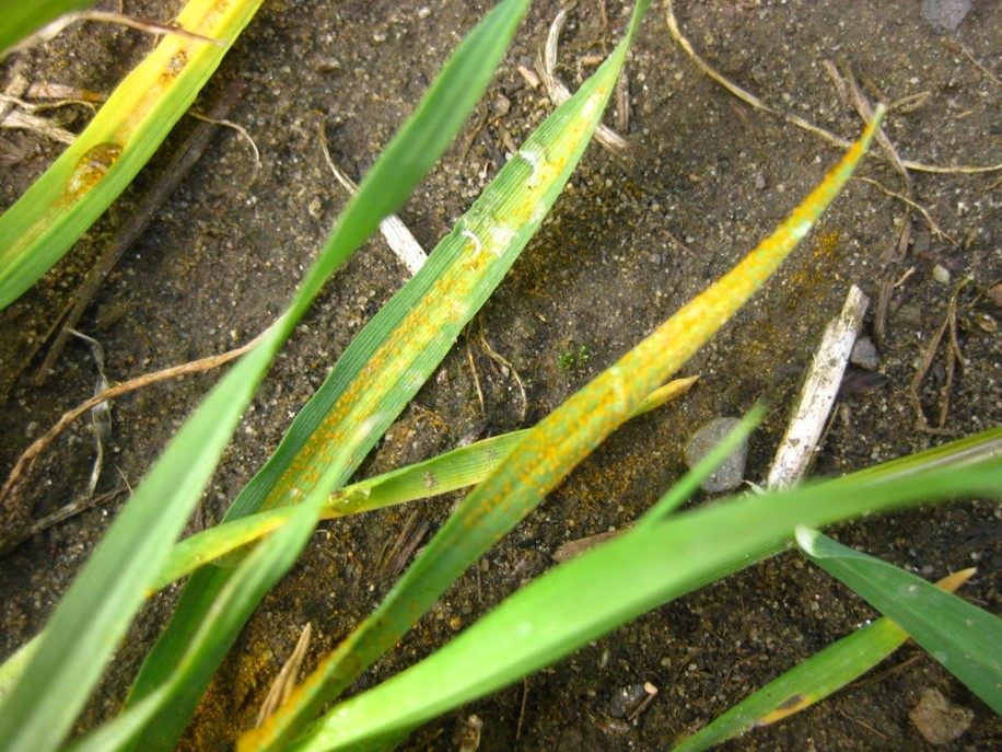 Figure 2. Stripe rust on wild grass (Hordeum spp.) in a winter wheat nursery at Hermiston, OR on April 15, 2022