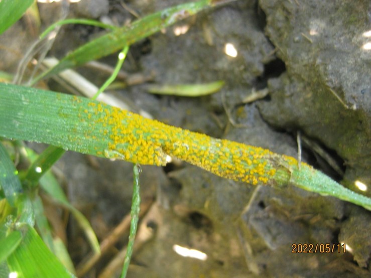 Wheat stripe rust in an artificially inoculated winter wheat nursery near Pullman (Whitman Co.) WA on May 11, 2022