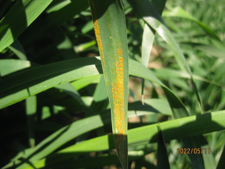 Stripe rust in a winter wheat nursery at Central Ferry (Garfield Co.), WA on May 11, 2022