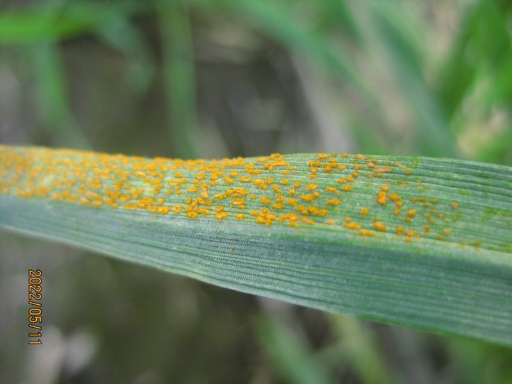 Stripe rust in a winter wheat nursery in Walla Walla (Walla Walla Co.), WA on May 11, 2022