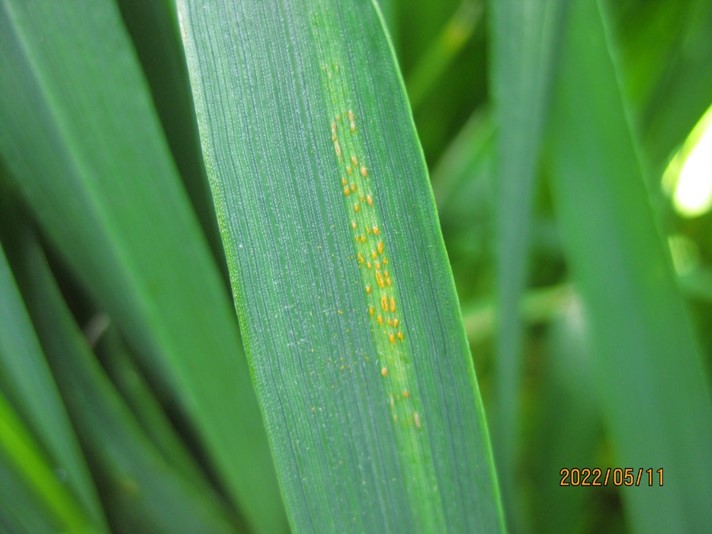Stripe rust in a commercial winter wheat field between Waitsburg and Walla Walla (Walla Walla Co.), WA on May 11, 2022