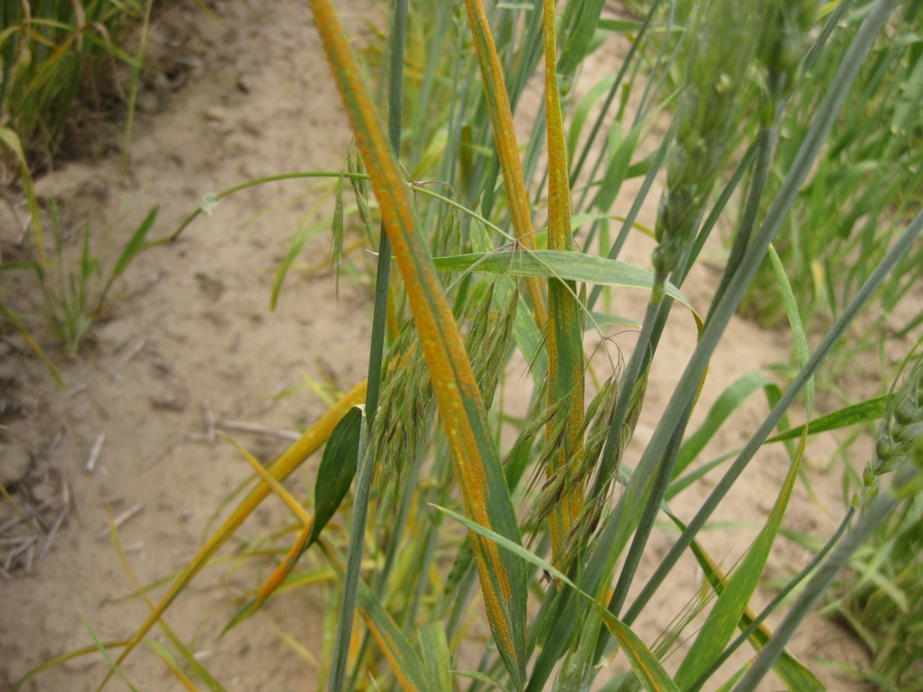 Stripe rust in a spring wheat nursery in Lind (Adams Co.), WA on June 16, 2022