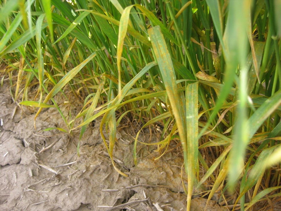 Severe stripe rust on lower leaves in artificially inoculated winter wheat nurseries near Pullman (Whitman Co.) WA on June 1, 2022