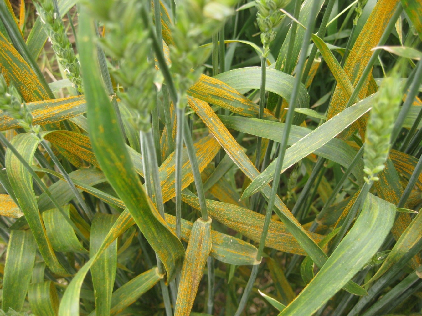 Stripe rust in a winter wheat nursery in Walla Walla, WA on June 16, 2022