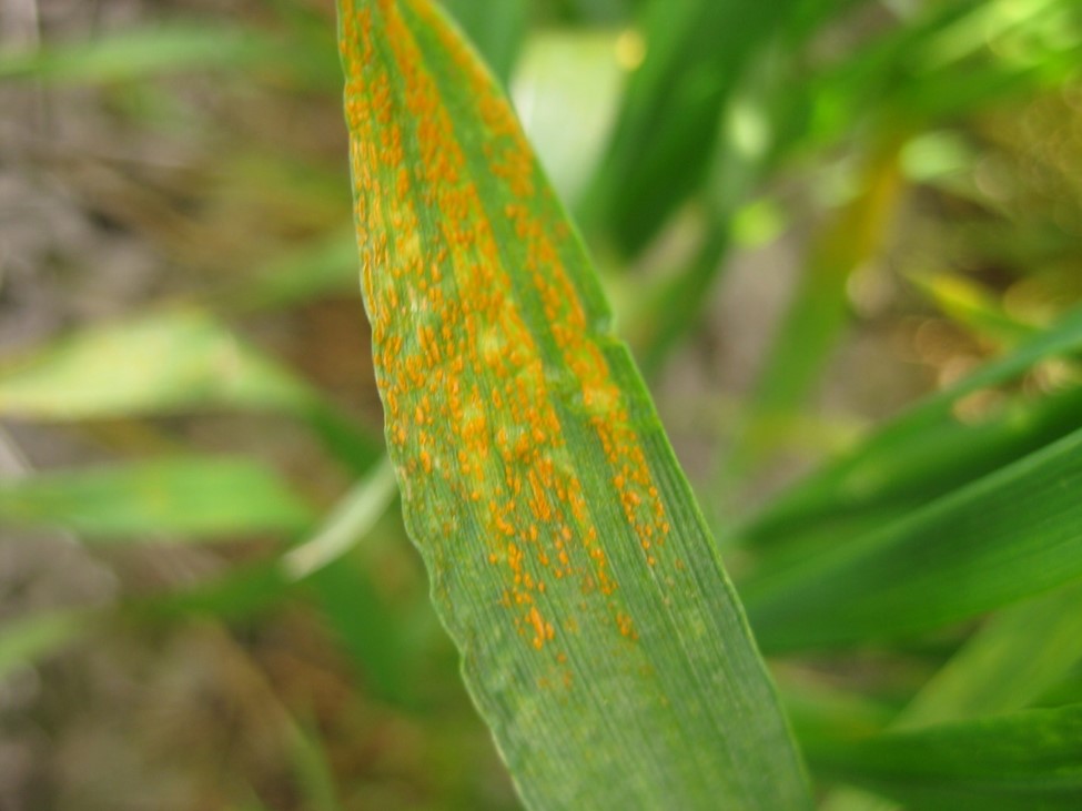 Stripe rust reached top leaves in artificially inoculated winter wheat nurseries near Pullman (Whitman Co.), WA on June 1, 2022
