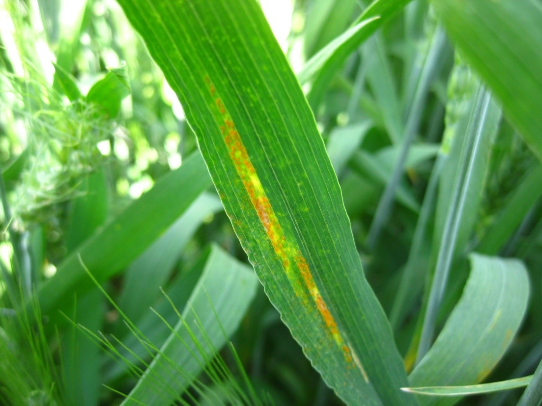 Stripe rust in a wheat plot of spring variety ‘Seahawk’ in Genesee, Idaho, July 13, 2022