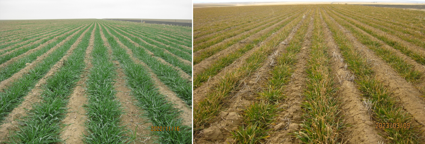 Figure 1. A wheat field in Adams County on November 16, 2022 (left) and a wheat field in Benton County (right), Washington showing winter injury on March 9, 2023.