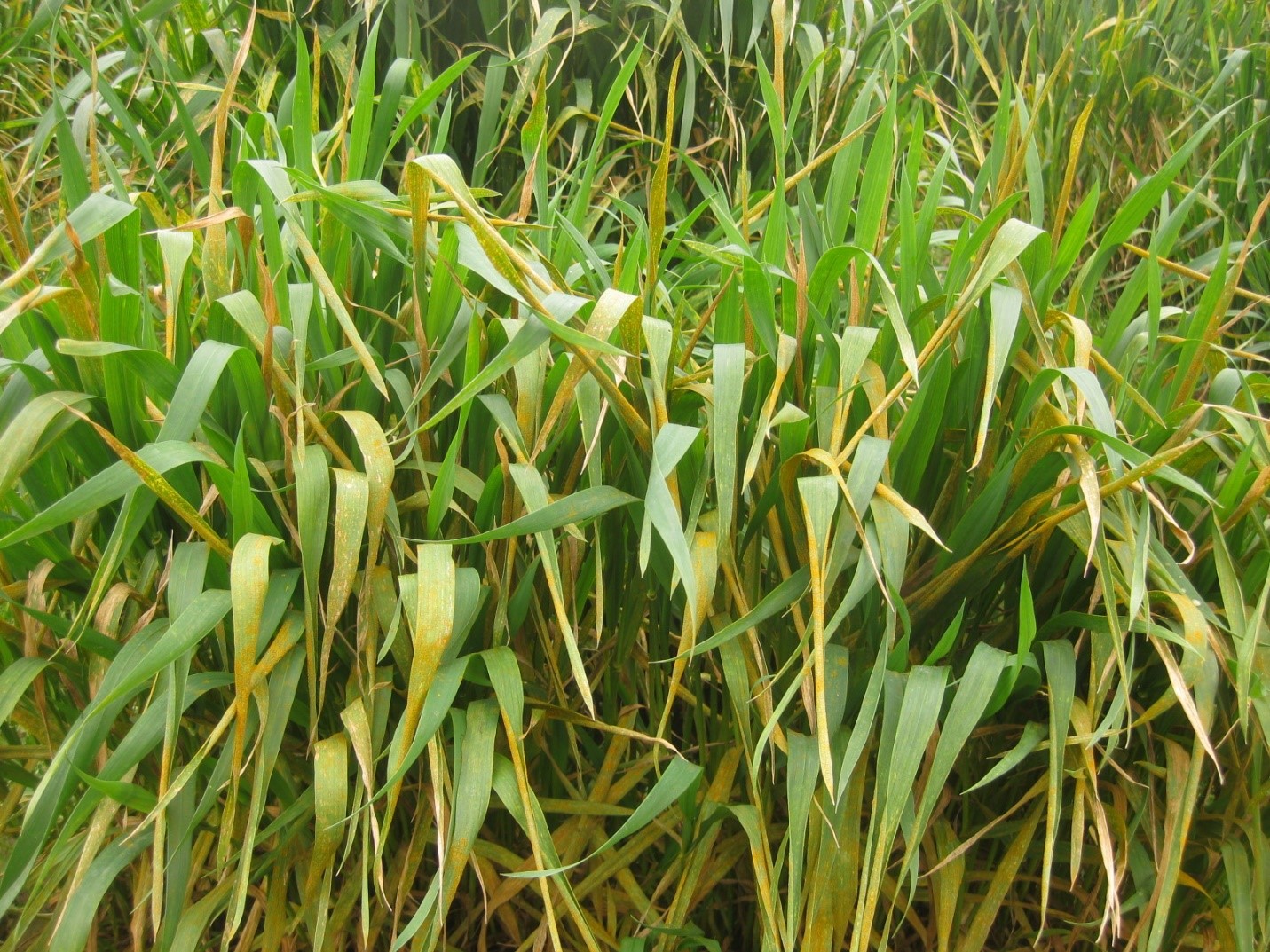 Figure 1. Wheat stripe rust in winter wheat nurseries at Mount Vernon, WA on April 26, 2023
