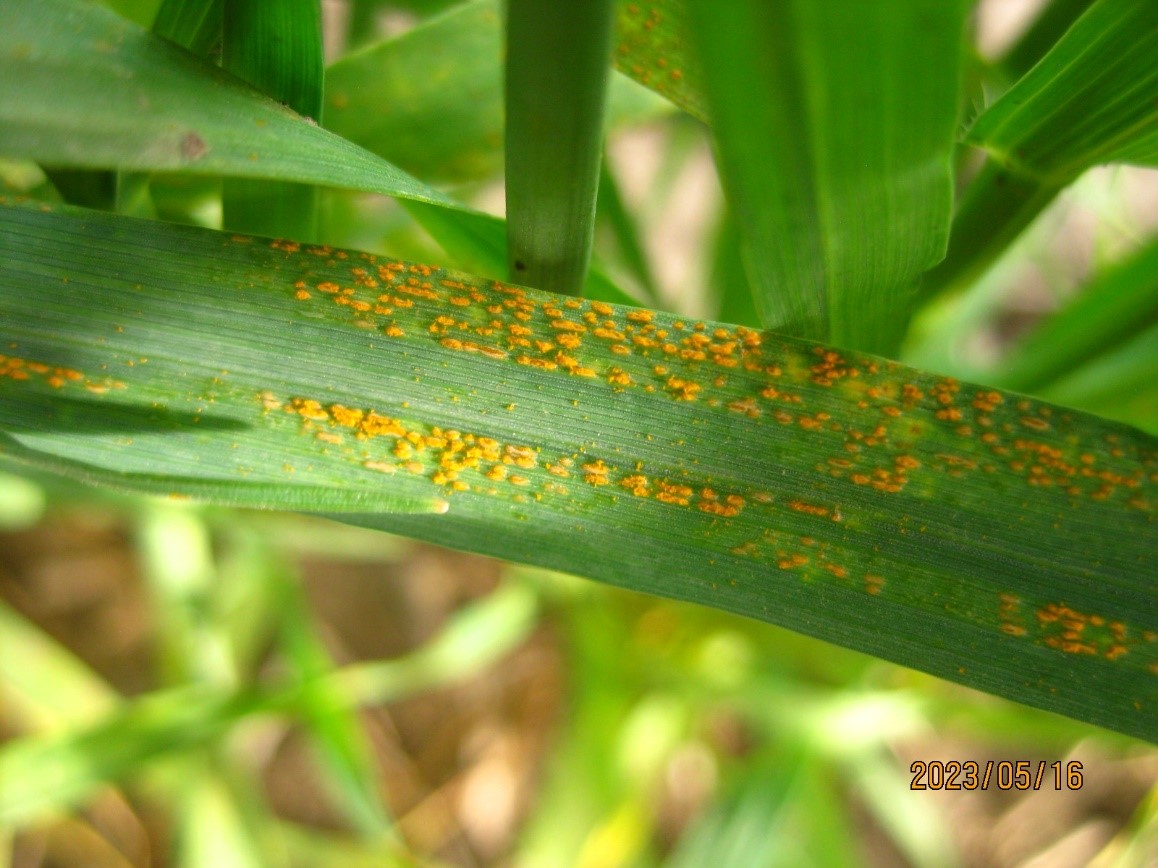 Figure 1. On May 16, 2023, stripe rust was observed in a winter wheat nursery near Pullman (Whitman Co.), WA, which was inoculated with wheat stripe rust on April 10.