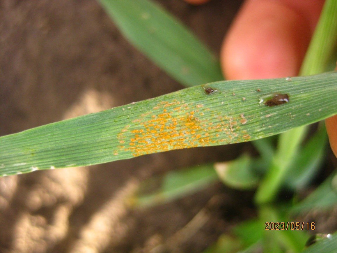 Figure 2. On May 16, 2023, stripe rust was observed in a barley nursery near Pullman, WA, which was inoculated with barley stripe rust on May 4.