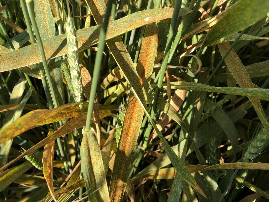 This picture shows brown leaf rust spores completely covering the wheat leaves