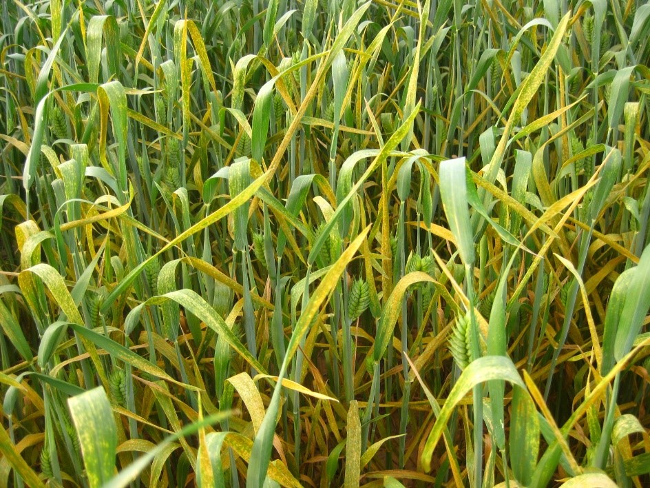Shows wheat developing symptoms of stripe rust