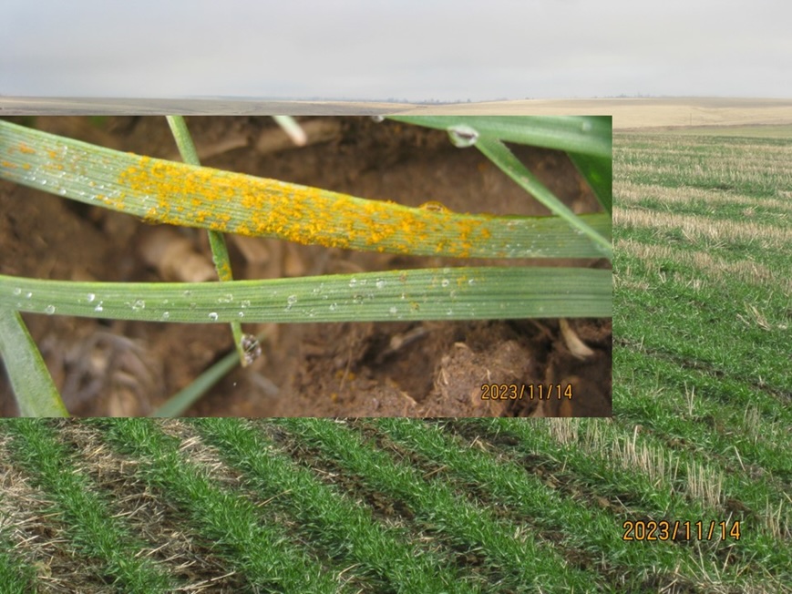 Stripe rust observed in a winter wheat field along Highway 2 in Lincoln County, Washington on November 14, 2023.