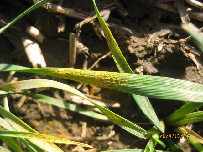 Stripe rust observed in a stripe rust monitoring nursery in Walla Walla on February 23, 2024.