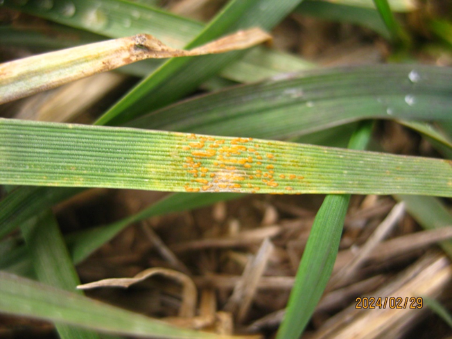 Stripe rust observed in a commercial wheat field in Lincoln County on February 23, 2024, the same field where we found stripe rust on November 14, 2023.