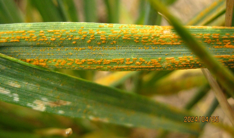 Wheat leaf completely covered in orange spores showing a type 8 rust infection