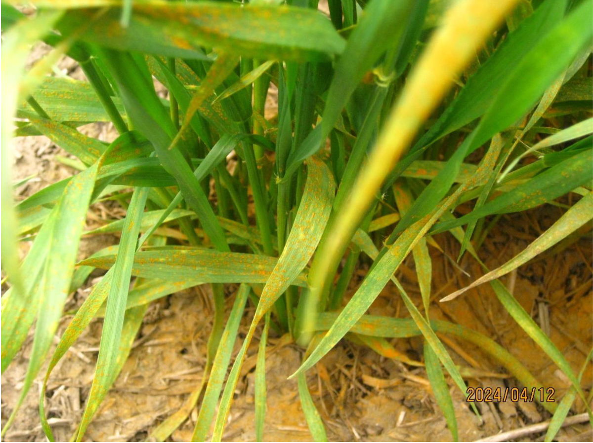 Figure 1. Stripe rust spores produced on winter wheat plants in an experimental field in Walla Walla, Washington on April 12. 2024