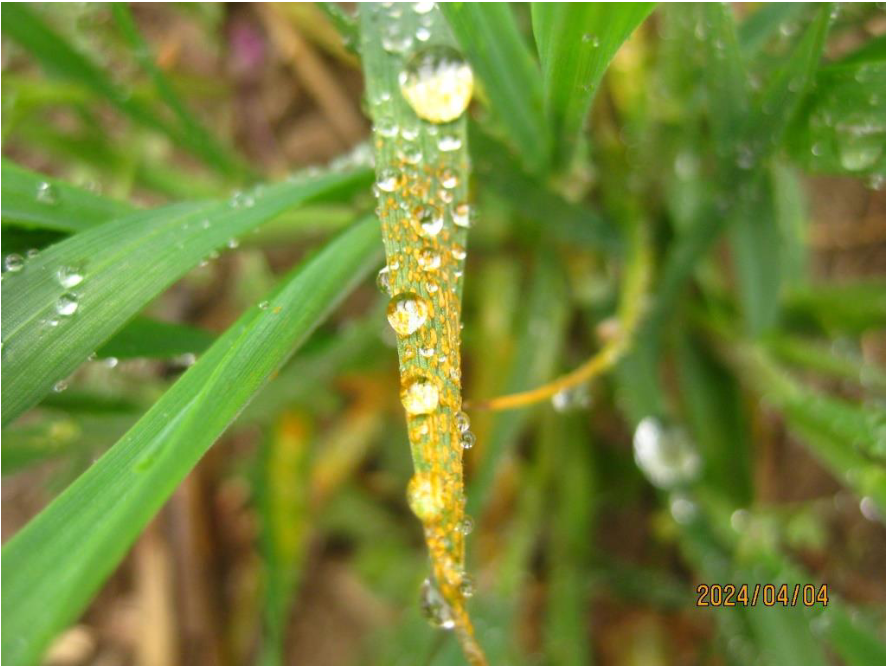 Figure 2. Stripe rust observed on winter wheat in an experimental field at Linda, Adams County Washington on April 4, 2024.