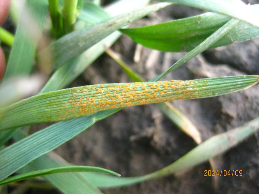 Figure 3. Stripe rust on susceptible spreader rows in the experimental field on Palouse Conservation Field Station northeast of Pullman, Washington on April 9, 2024.