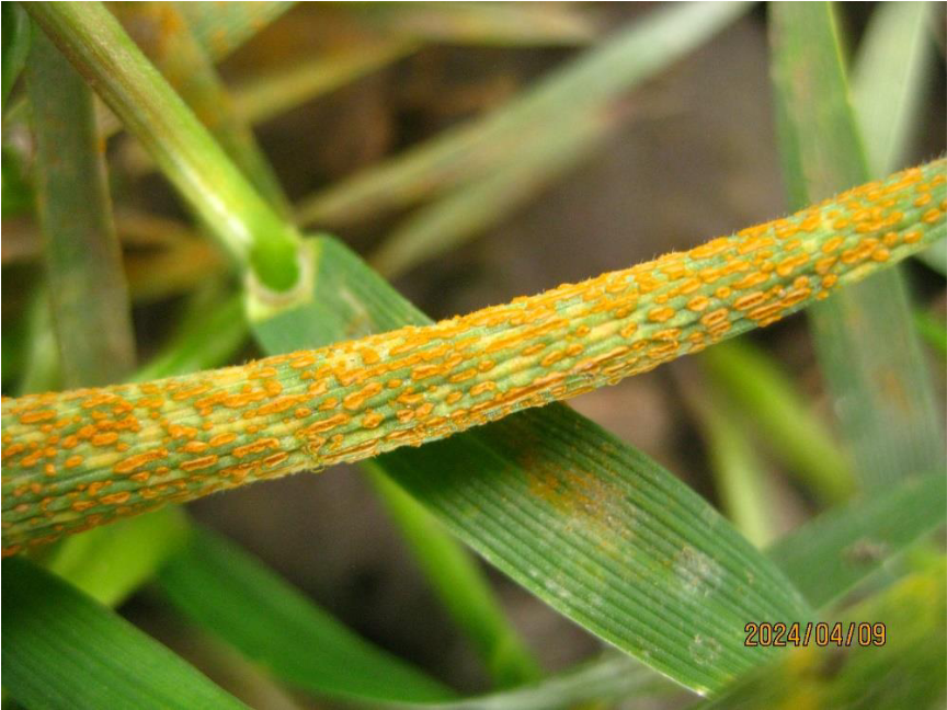 Figure 4. Stripe rust on susceptible spreader rows in the experimental field on Sillman Farm southeast of Pullman, Washington on April 9, 2024.