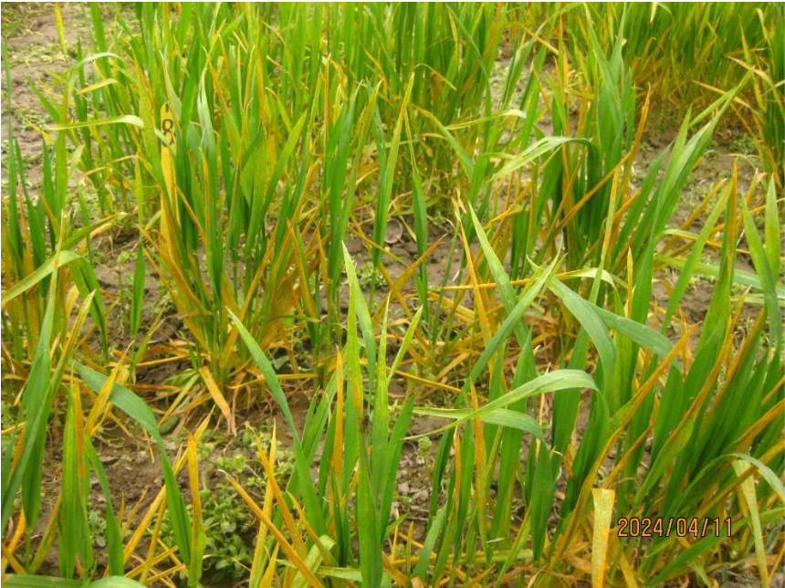 Figure 5. Stripe rust on winter wheat plants in Mount Vernon, Washington on April 11, 2024.