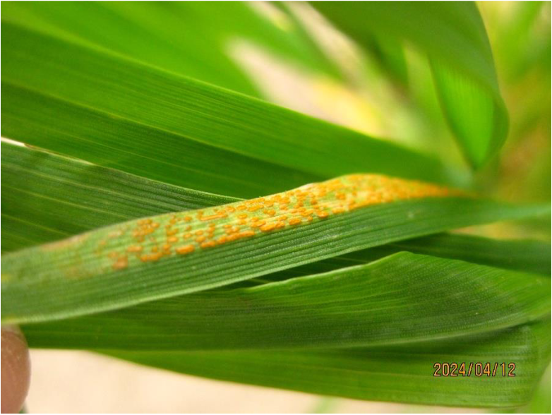 Figure 6. Stripe rust observed in a stripe rust monitoring nursery in Hermiston (Umatilla County), Oregon on April 12, 2024.