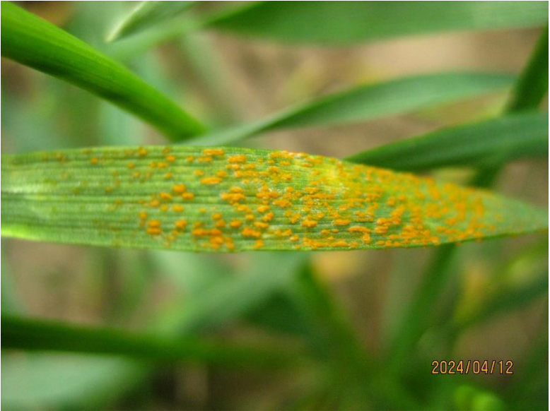 Figure 7. Stripe rust observed in an experimental field in Central Ferry, Washington on April 12, 2024.