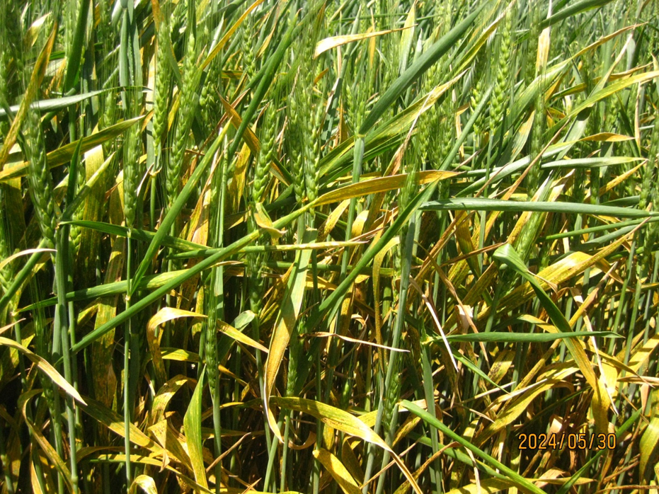 Figure 1. Stripe rust on winter wheat in an experimental field near Pullman, Washington, May 30, 2024.
