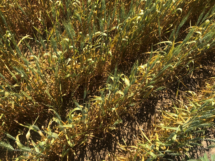 igure 1. Severe stripe rust on susceptible spring wheat plants in spreader rows surrounding spring wheat germplasm screening nurseries under natural infection in an experimental field near Pullman, WA. The picture was taken on July 8, 2024.