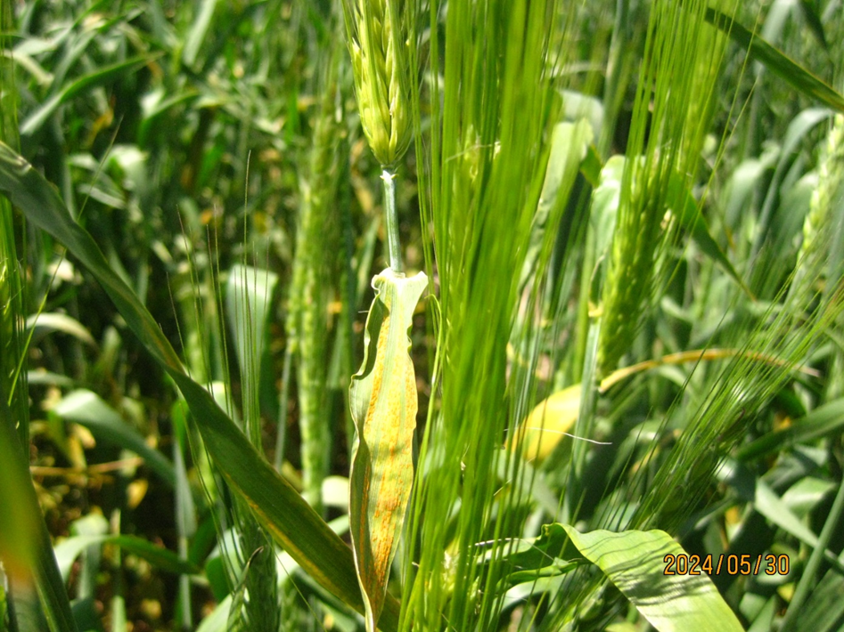 Figure 2. Stripe rust on winter barley in an experimental field near Pullman, WA, May 30, 2024